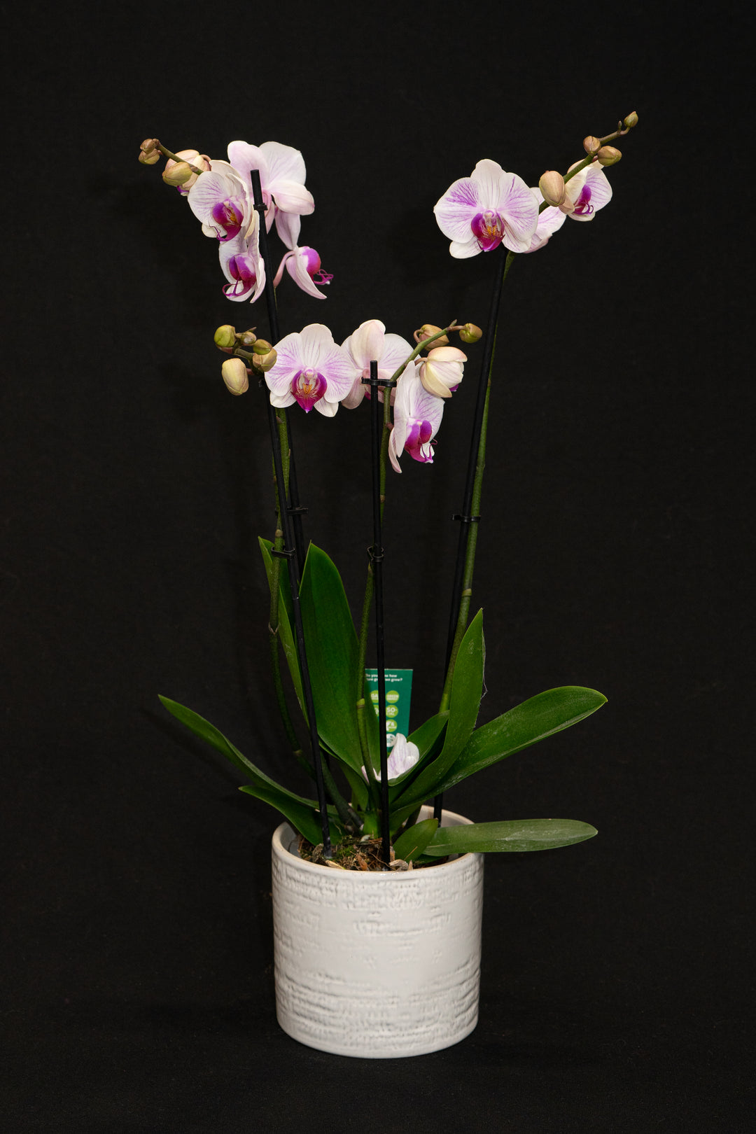 Clara Planter